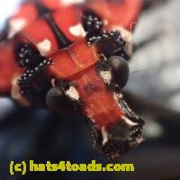 /home//u458753944/public_html/sourcegallery//////////Insects and small critters/aphids cicadas lanternflies and true bugs (Hemiptera)/P7060816.JPG